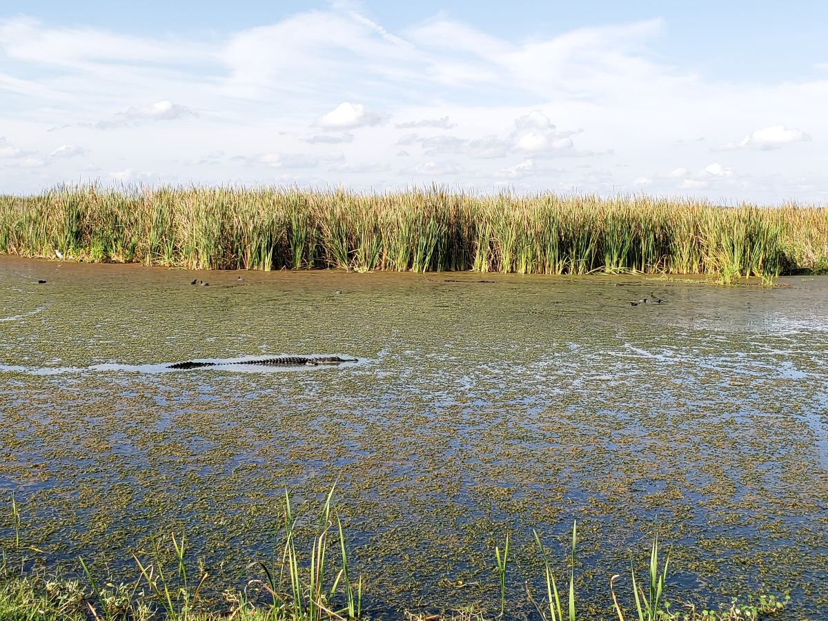 See Alligators on the Lake Apopka Wildlife Drive