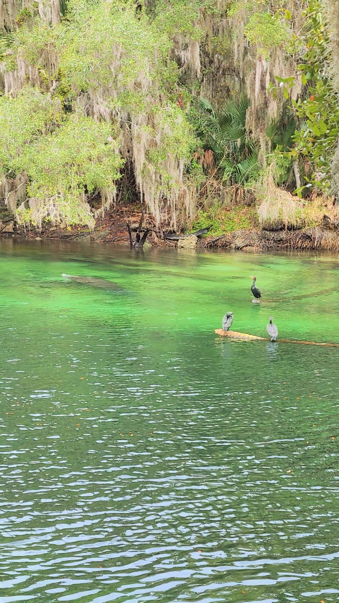 kayaking with manatees