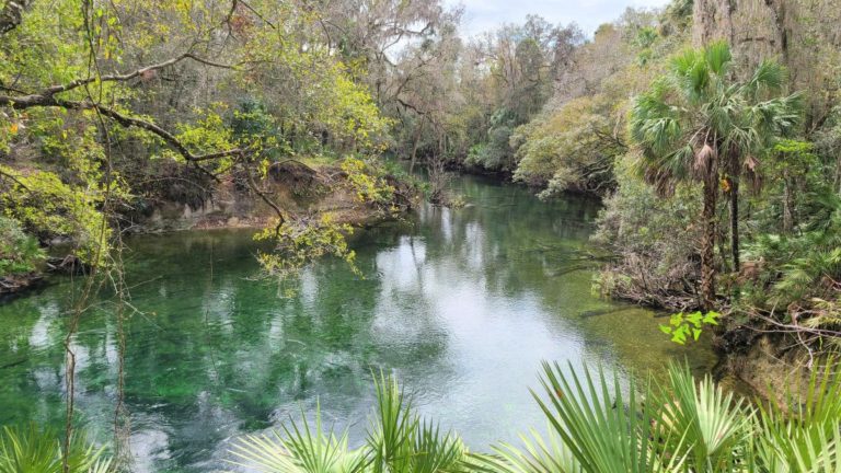 kayaking with manatees