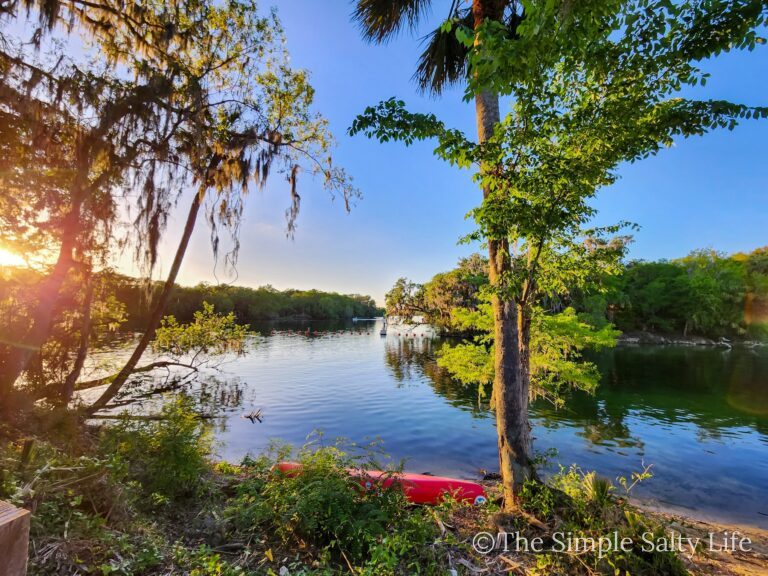 Kayaking with manatees