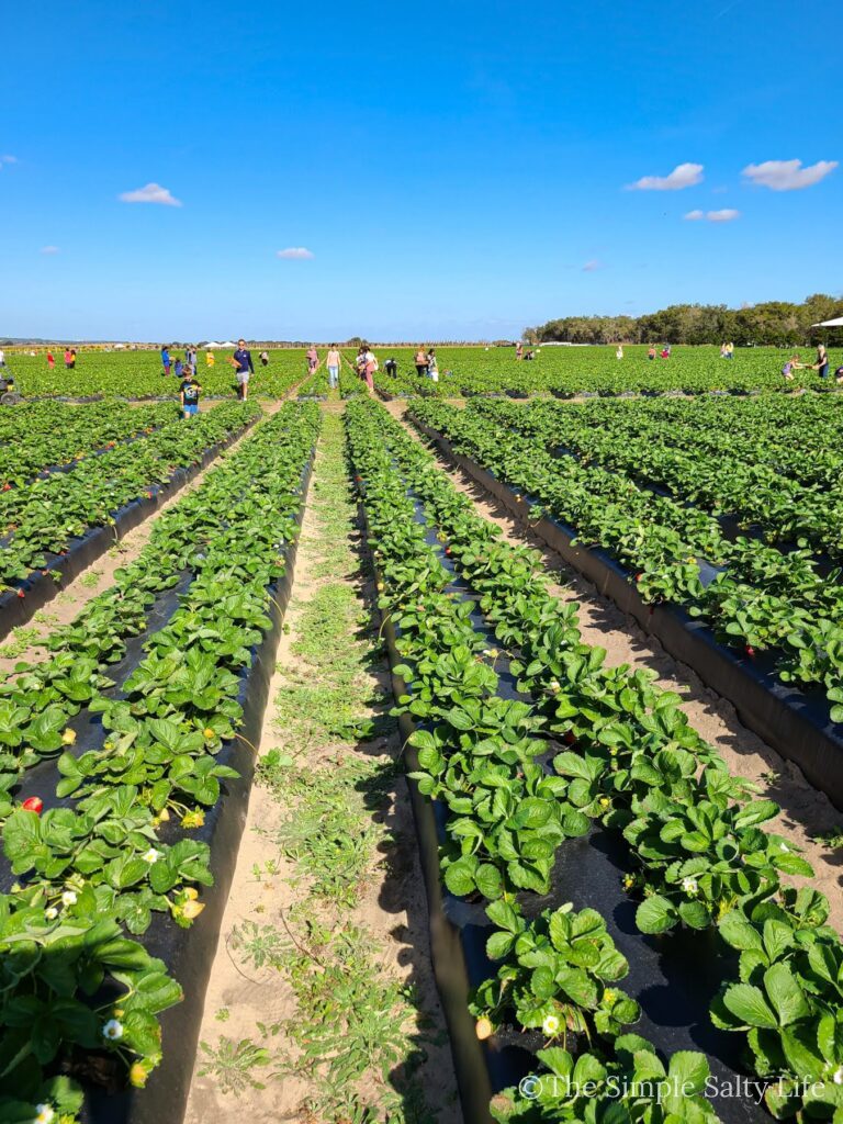 blueberry picking in central Florida