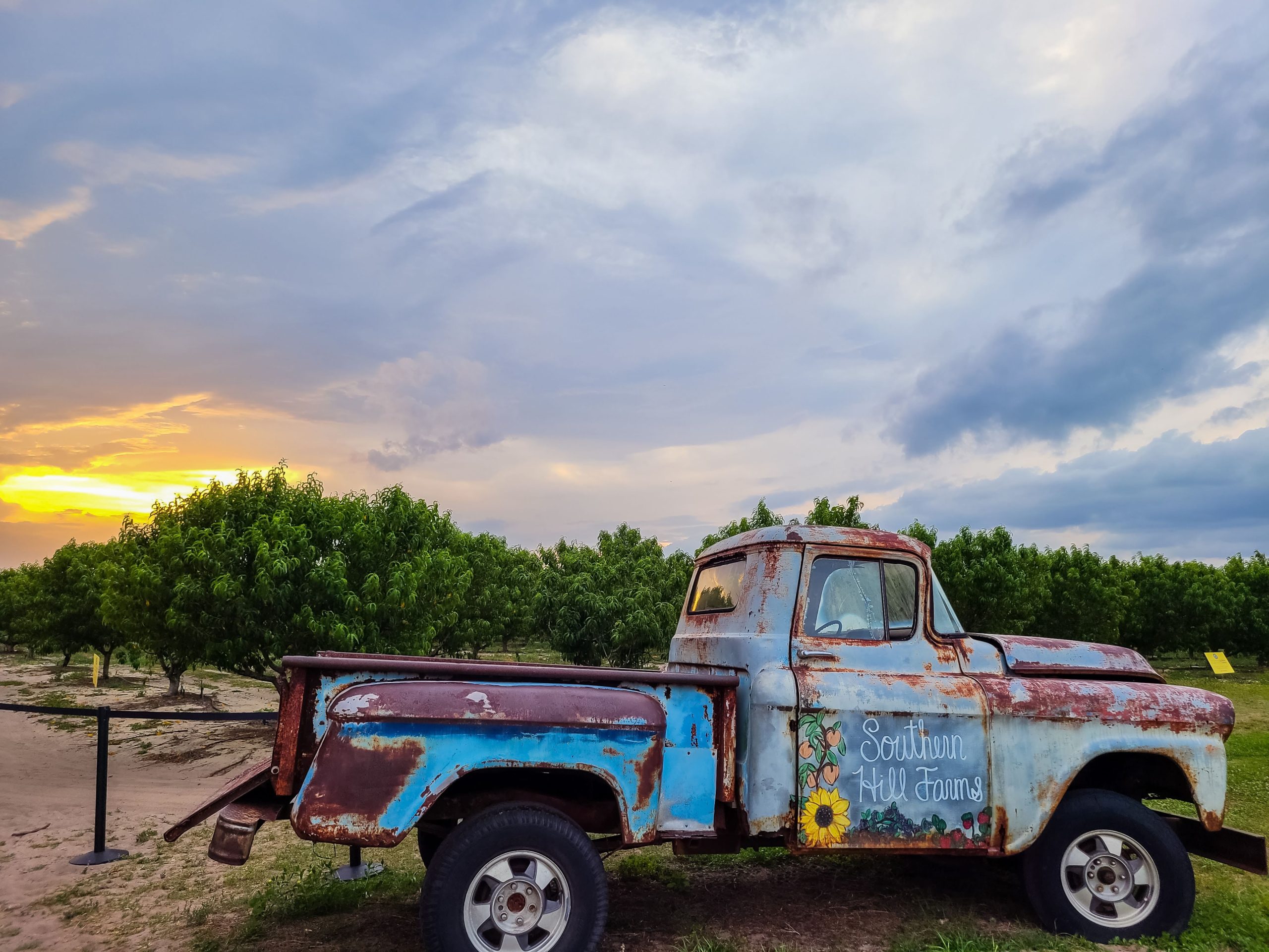Blueberry Picking in Central Florida at Southern Hill Farms