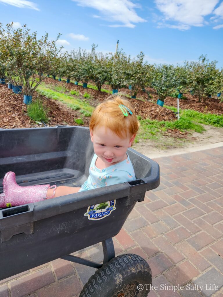blueberry picking in central Florida