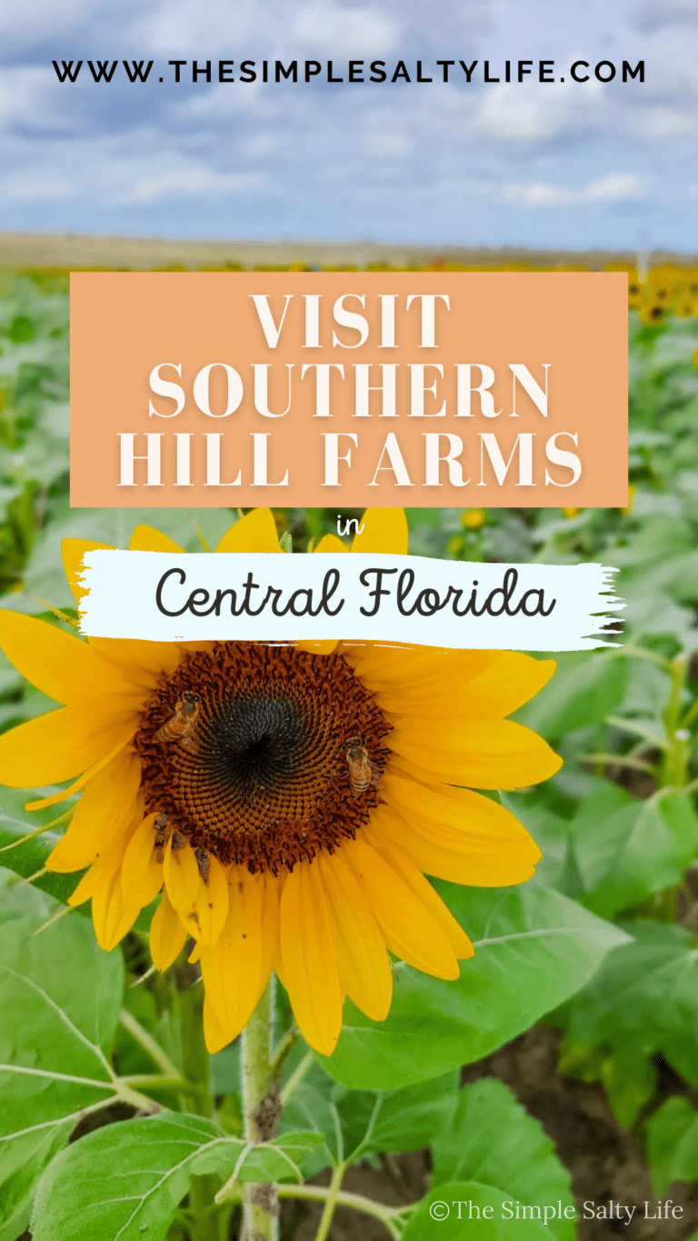 blueberry picking in central Florida