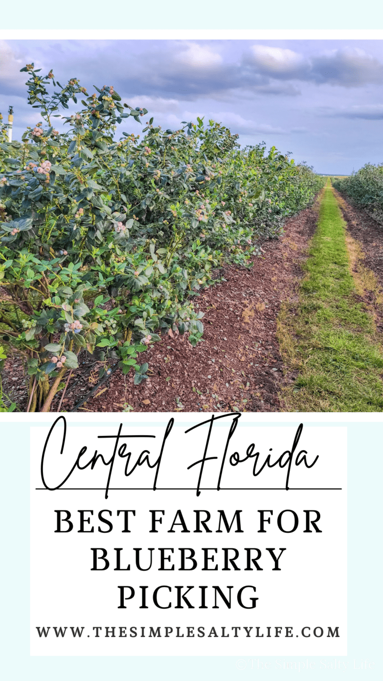 blueberry picking in central Florida