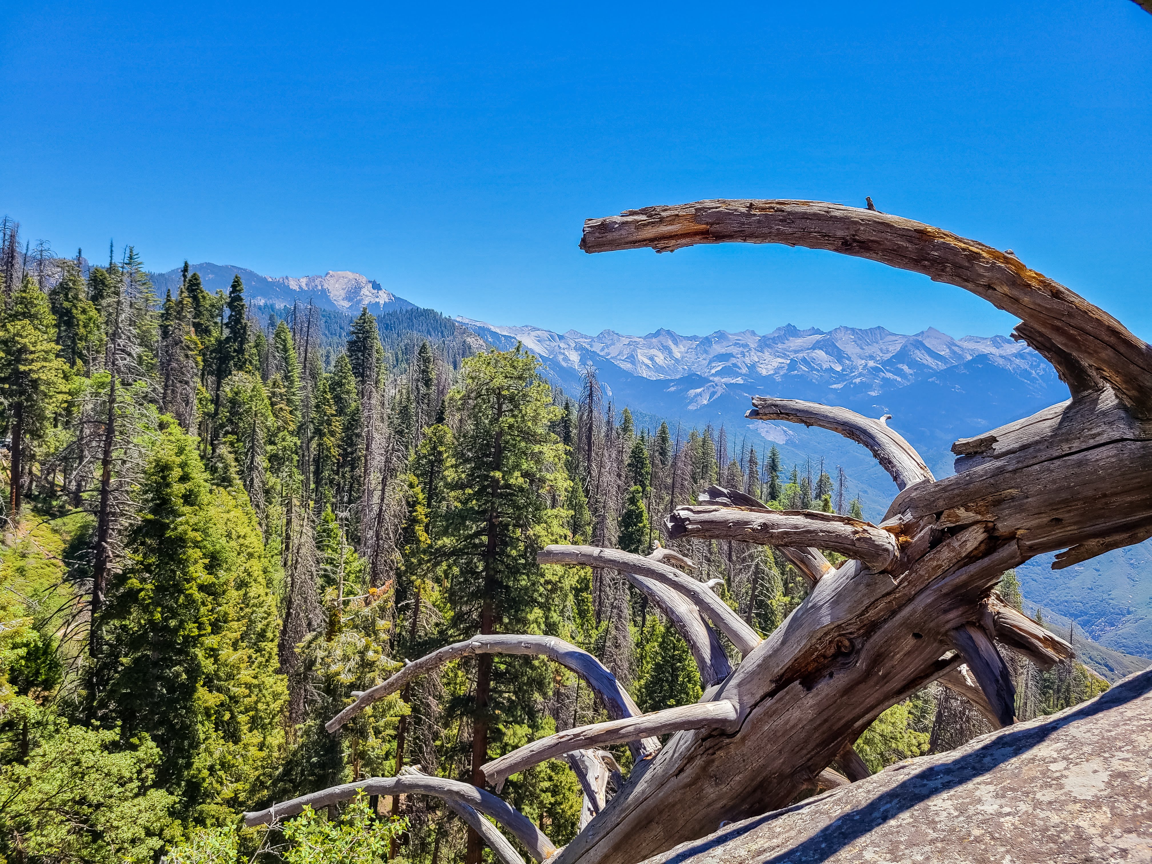 One Day in Sequoia National Park