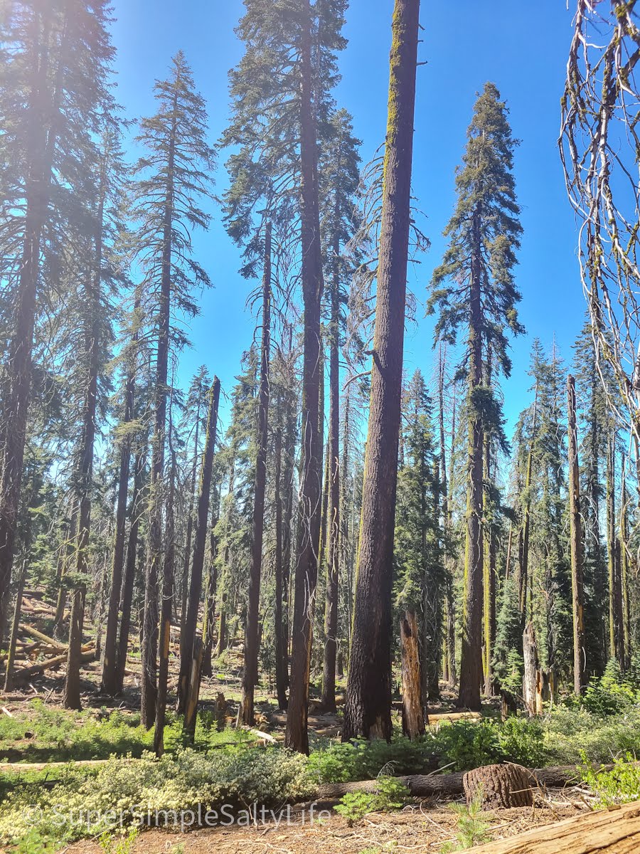 Kings Canyon Scenic byway