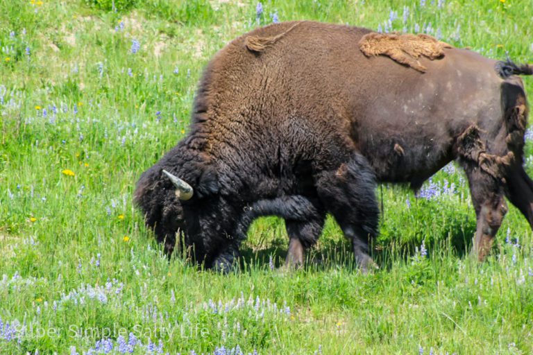 One Day in Yellowstone