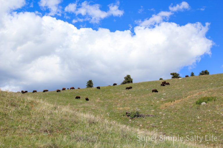 South Dakota road trip