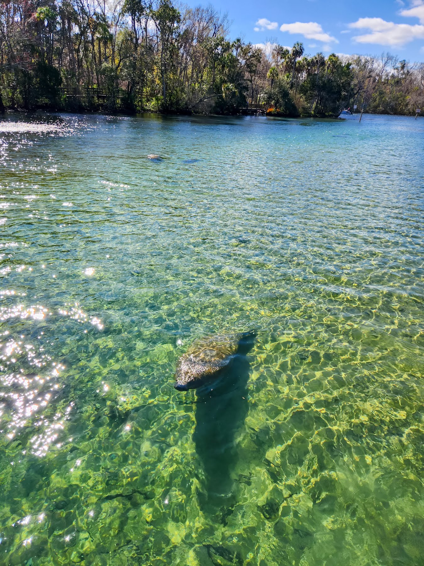 swim with manatees